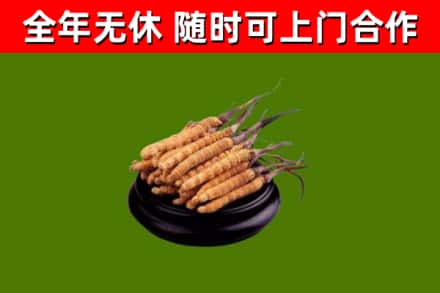 铁力回收冬虫夏草